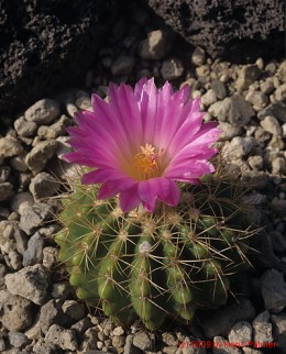 Notocactus cv. buiningii  